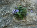 Campanula garganica